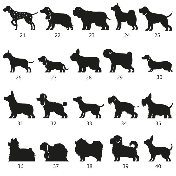 Hundraser 21-40 - karta