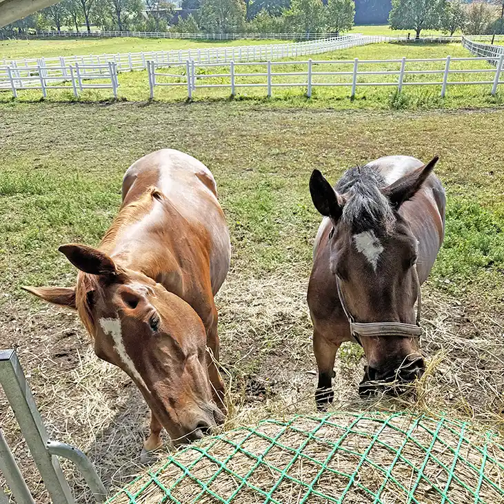 Slowfeeding rundbal 2