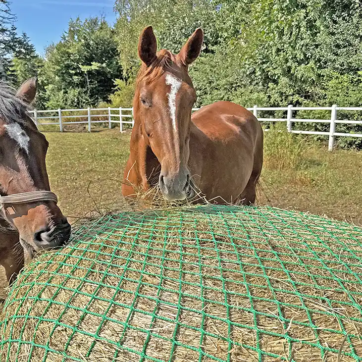 Slowfeeding rundbal 3