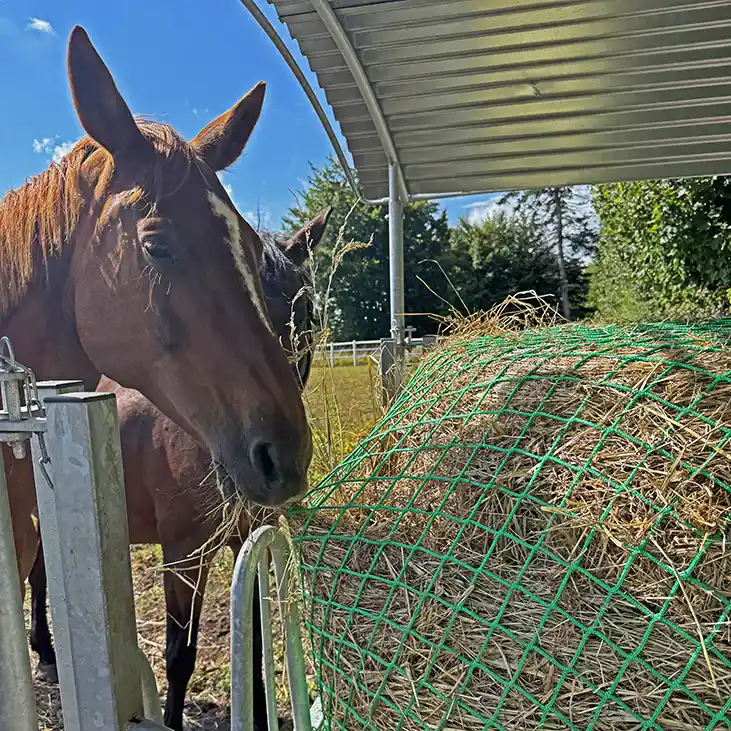 slow feeding hönät storbal